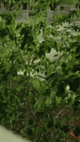 tdangerofficial rrr t danger tdanger ratedrockstars GIF