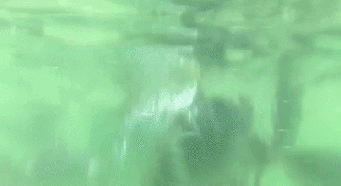 liahasty giphyupload pulau payar GIF