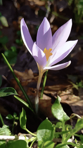 Simongip giphyupload GIF