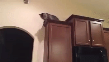 Kitchen Cat's Awkward Escape