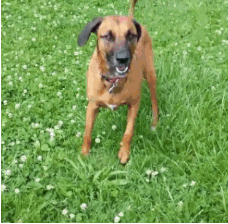 Dogs Jumps GIF