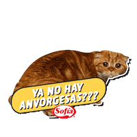 sofiabolivia gato bolivia sofia hamburguesa Sticker