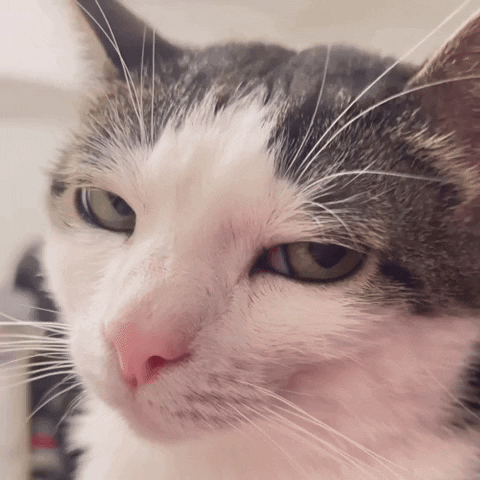 monkeycatluna crunchycat crunchycatluna luna judgy cat GIF