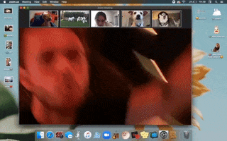 Music Video Dogs GIF by Zedd