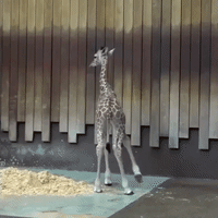Milwaukee Zoo Giraffe Baby Makes Goofy Faces as Gender Is Announced