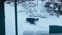 Dogs Trudge Through Snow as 10 Inches Falls in Denver Area