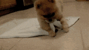 dog puppy GIF