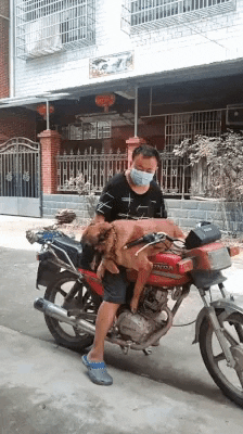 cuteanimalland giphyupload GIF