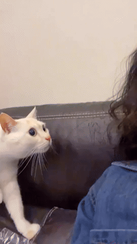 cuteanimalland giphyupload GIF