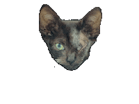 Animal Planet Cats Sticker by The Art Plug
