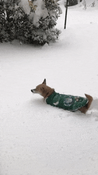 Bird Dog Snow GIF by merkinspurlock