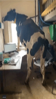 Career Mooove: English Dairy Cow Invades Office, Checks Out Desk