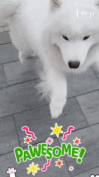 Dogs Yes GIF
