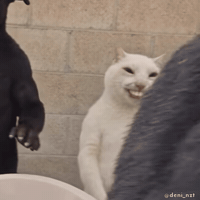 White Cat Idk GIF