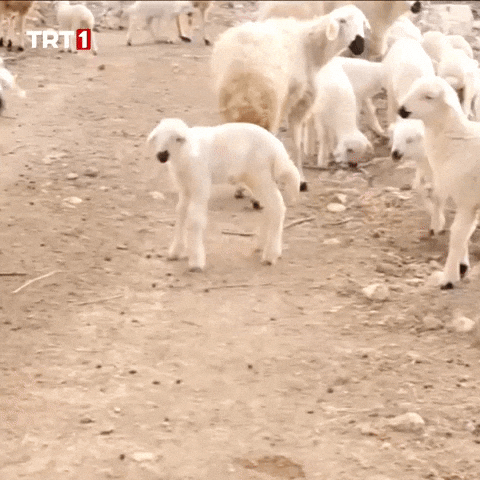Run Go GIF by TRT