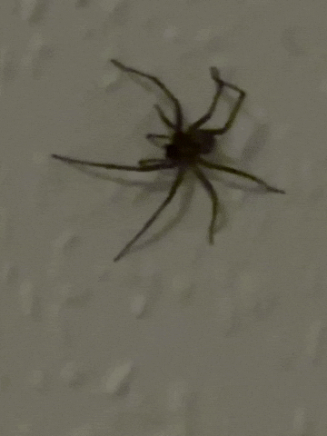 Spider Insects GIF