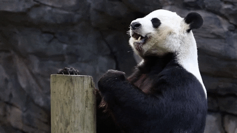 Hungry Panda Bear GIF by ZooATL