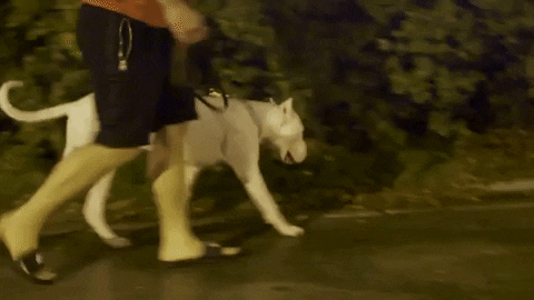 ufc 220 dog GIF by UFC