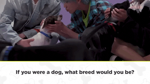 세븐틴 Puppy Interview GIF by BuzzFeed
