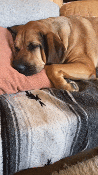 Take a nap