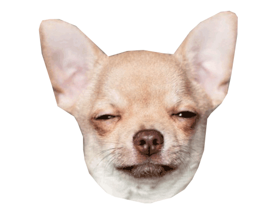 Chihuahua Wtf Sticker
