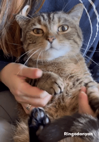 giphy.gif