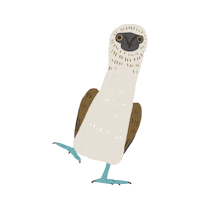 Bird Dancing Sticker