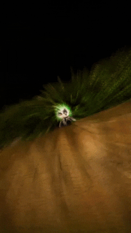 Halloween Hhn GIF by Youtooz