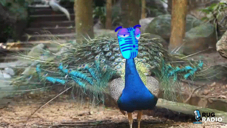 rugradio nft mic pfp rr GIF