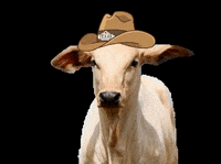 CAMPONUTRICAO  GIF