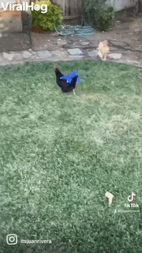 Animals Get Dressed For Wedding GIF by ViralHog
