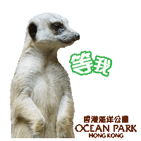 Watch See Sticker by Ocean Park Hong Kong