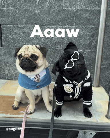 Pug GIF