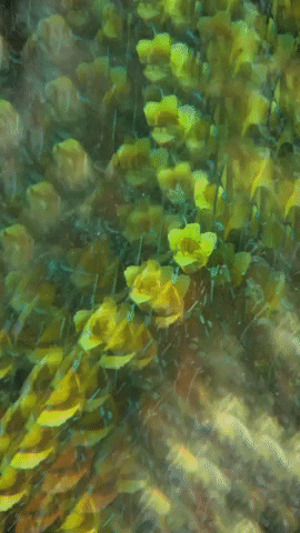 Flowers Spinning GIF by Mollie_serena