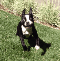 GIF by Becky Chung