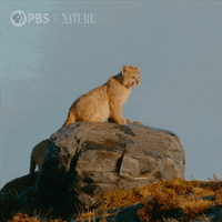Pbs Nature Animales GIF by Nature on PBS