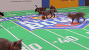 cat touchdown GIF by Hallmark Channel