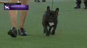 French Bulldog Walking GIF by Westminster Kennel Club