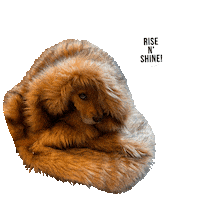 hsbroward puppy dogs sleepy wake up Sticker