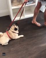 Some Don't Like it Hot: Pug Reluctantly Leaves His Owner’s Air-Conditioned Store in Australia