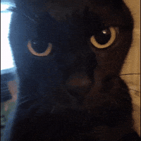 weeweedaily lockin weewee lockin in GIF