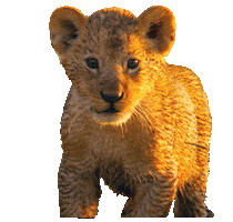 lion roar Sticker by BBC America