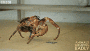 stealing coconut crabs GIF by BBC