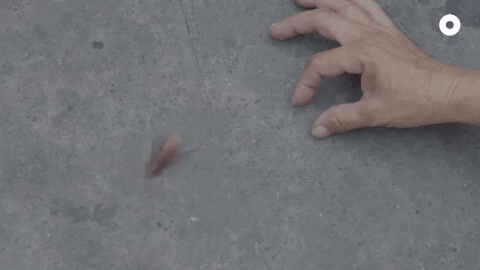 Vietnam Cockroach GIF by Our Grandfather Story
