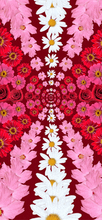 Flower Gif Wallpapers  gift wallpaper