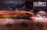 Imacelebrityau GIF by I'm A Celebrity... Get Me Out Of Here! Australia