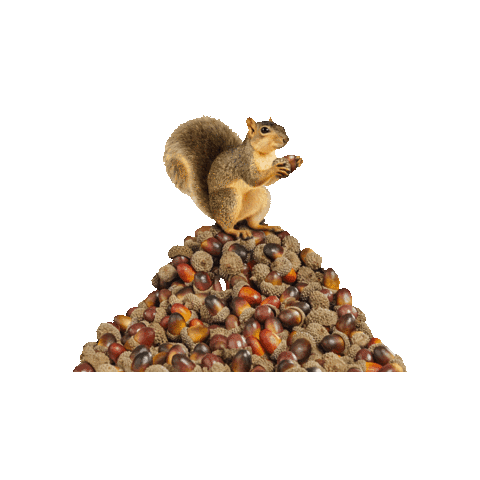 Squirrel This Is Nuts Sticker by TELUS