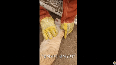 yj_jane giphygifmaker GIF