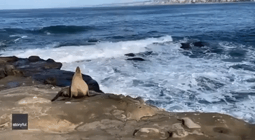 Woman Gets Close to Howling Sea Lion in San Diego