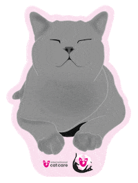 International Cat Day Sticker by iCatCare